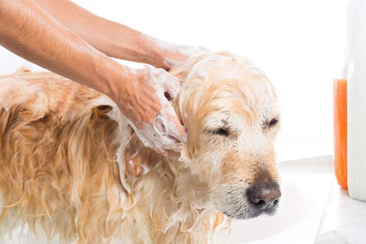 Toilettage pour chiens Laval