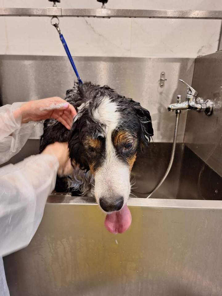 Traitement de chien Laval