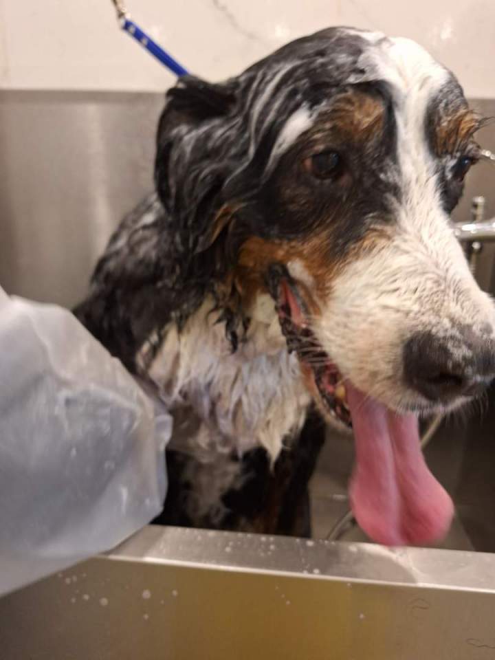 Toilettage détaillés pour animaux Laval