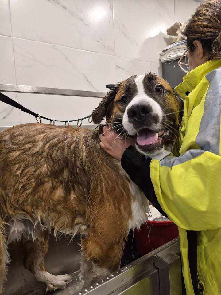 Skunk wash Laval