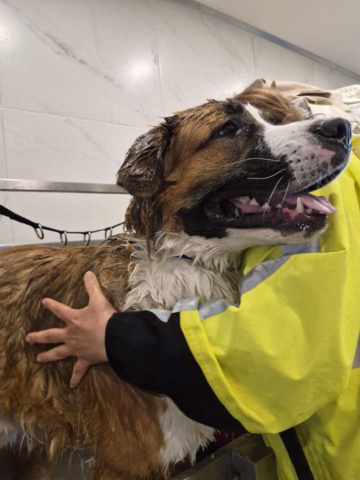 Expertise en esthétique pour animaux Laval