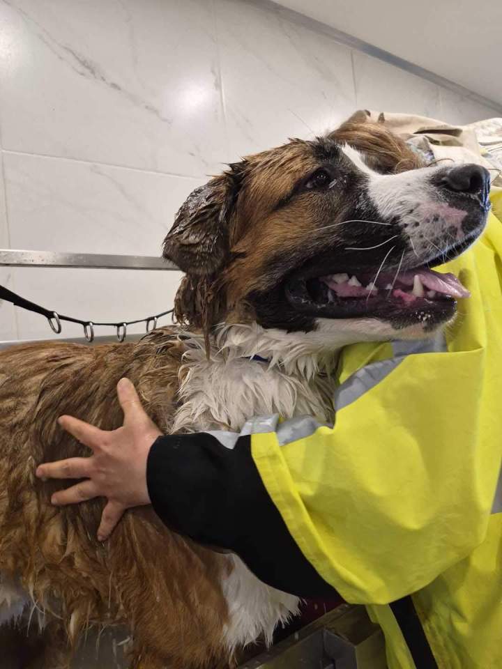Soins canins à Laval