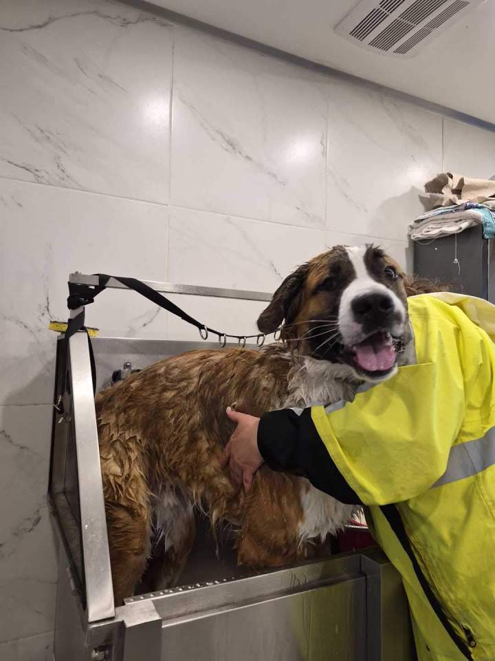 Toilettage canin à Laval