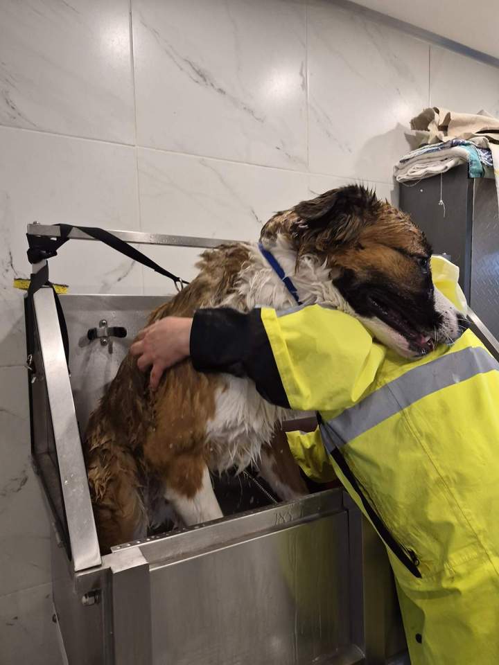 Toilettage chien Laval