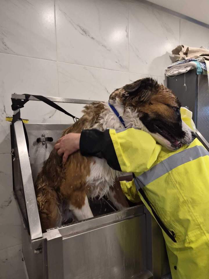 Entretien et toilettage canin à Laval