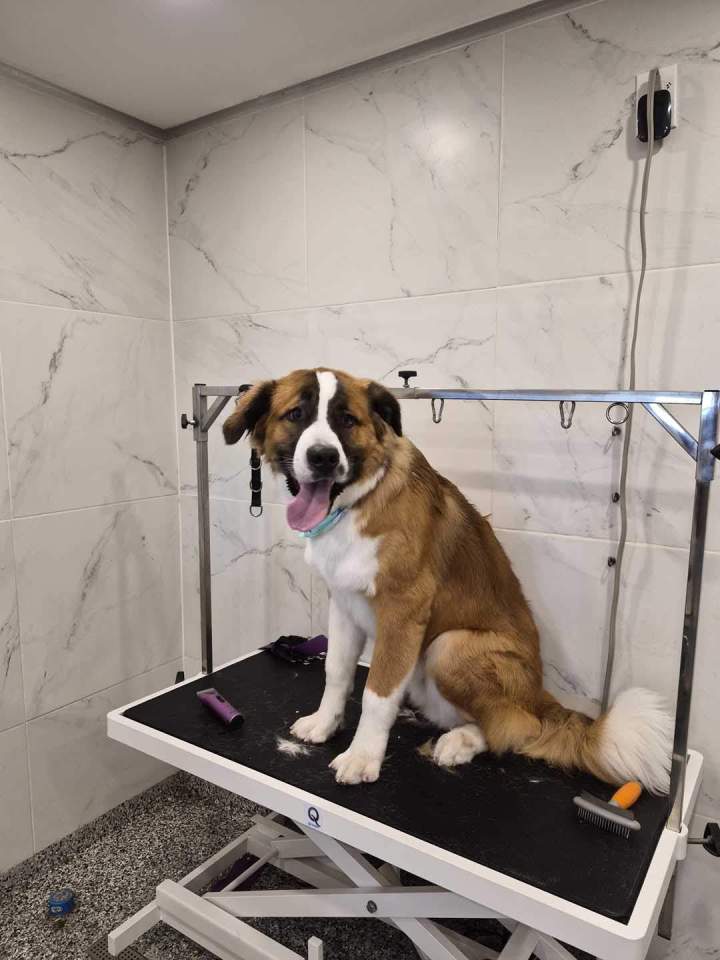 Soins de beauté pour chiens à Laval