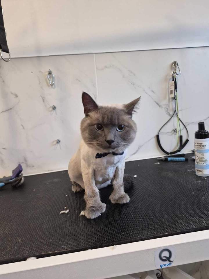 Coupe et toilettage pour chat à Laval