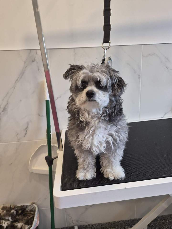 Brossage chiens et chats Laval