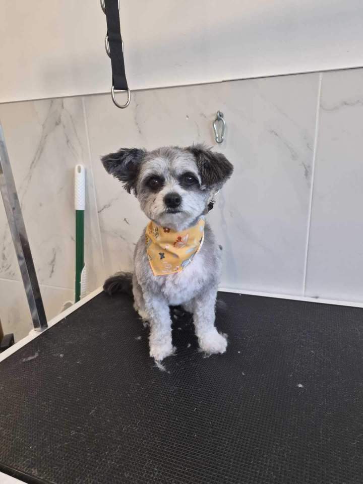 Hygiène et soins pour chiens à Laval