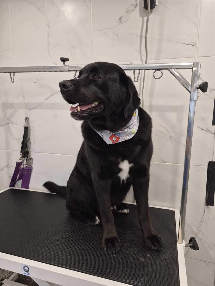 Toilettage professionnel pour chiens à Laval