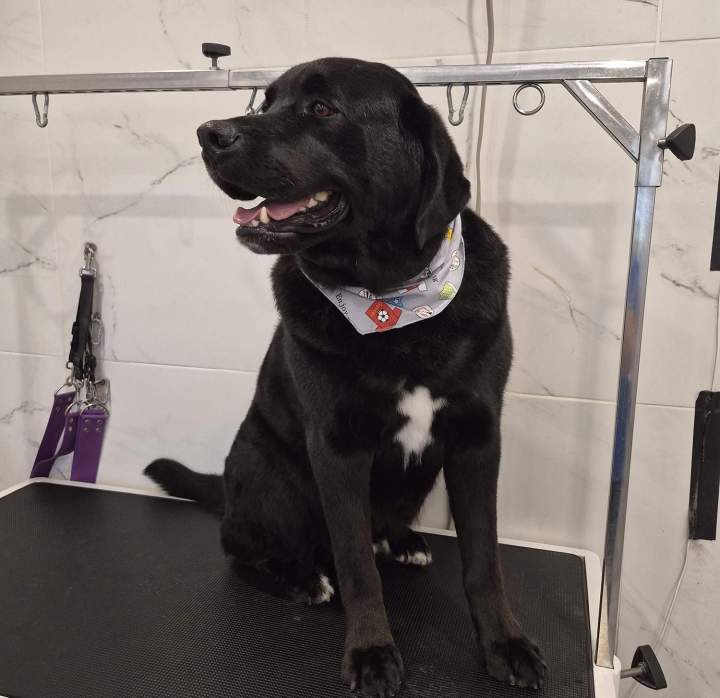 Mise en beauté canine