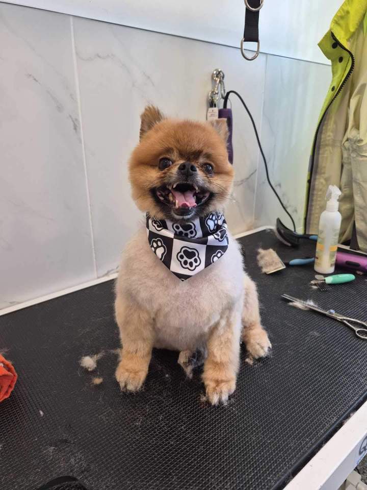 Mise en beauté canine à Laval
