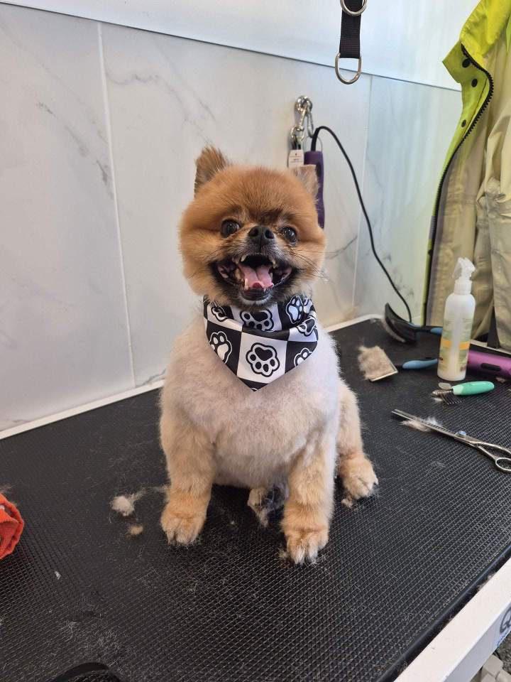 Soins des animaux Laval