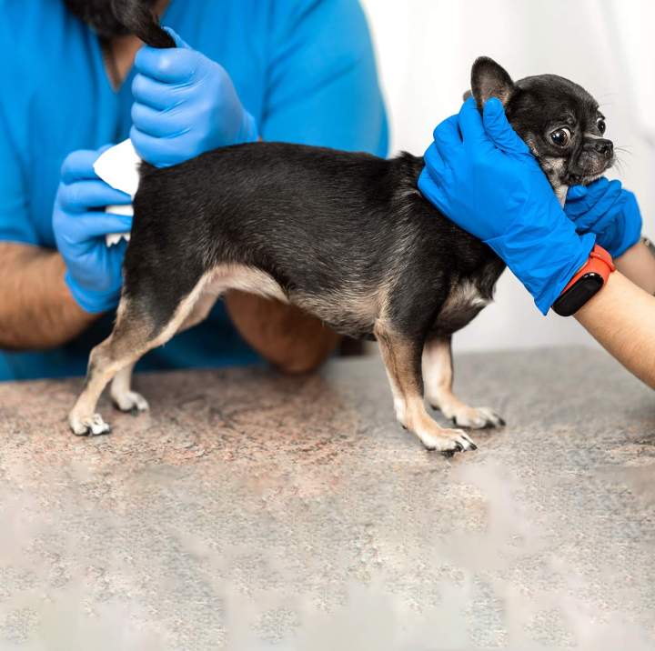 Skunk odour removal treatment Laval