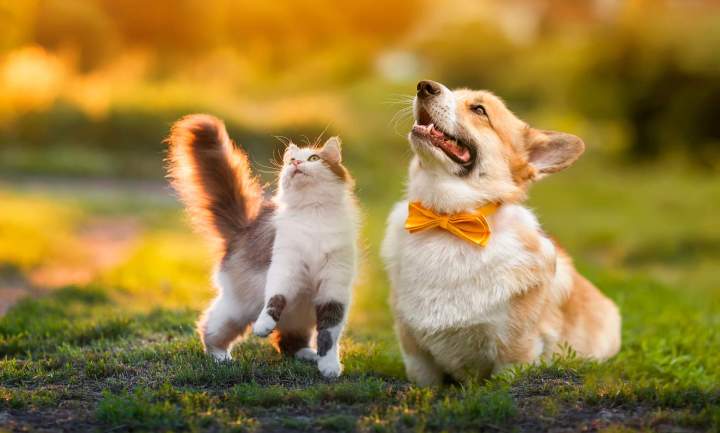 Chiens et chats Laval