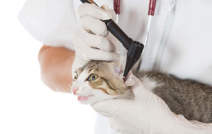 Cat Grooming Specialist in Laval