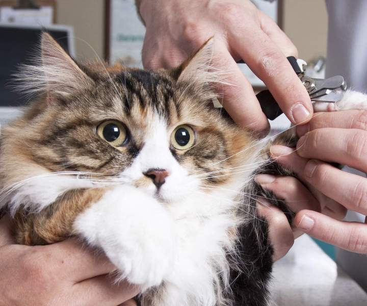 Nail trimming Laval